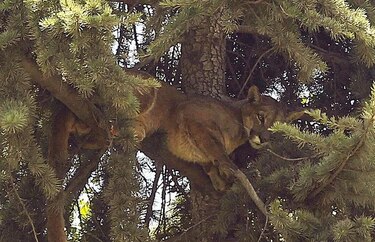 Rescatan un puma que permaneció horas sobre un árbol en la capital chilena
