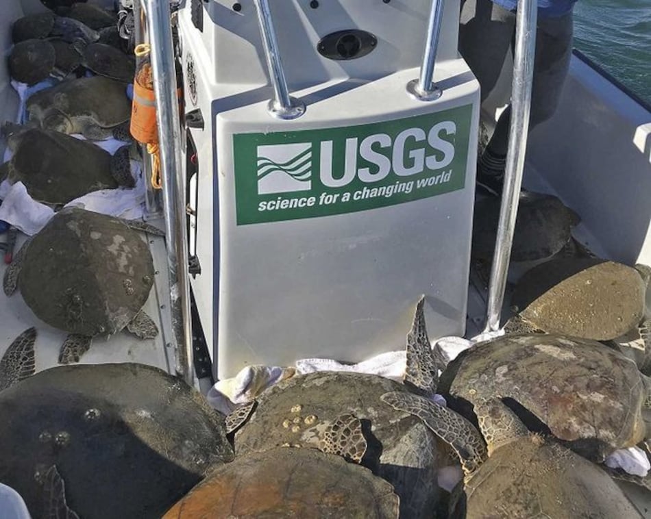 Más de mil tortugas marinas aturdidas por el frío en Florida