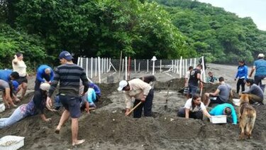 Construyen vivero para la conservación de unas 10 mil tortugas en la costa de Azuero
