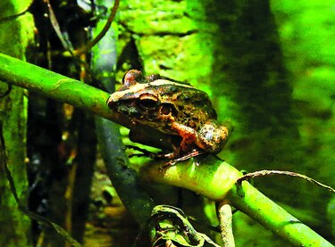 La recuperación de anfibios