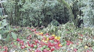 A falta de mercado los agricultores botan la producción de ají pimentón