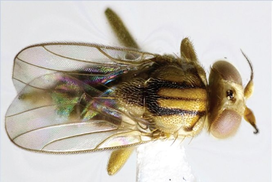 Hallan nueva especie de mosca en Panamá