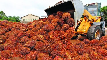 Mercado de aceite de palma, en apuros