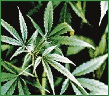 Marihuana, portal al abuso de drogas