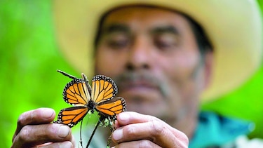 Menos mariposas monarcas en México