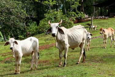 Venezuela cierra frontera a comercio de animales con Colombia por fiebre aftosa