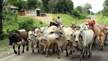 Costa Rica declara emergencia sanitaria por la presencia del gusano barrenador