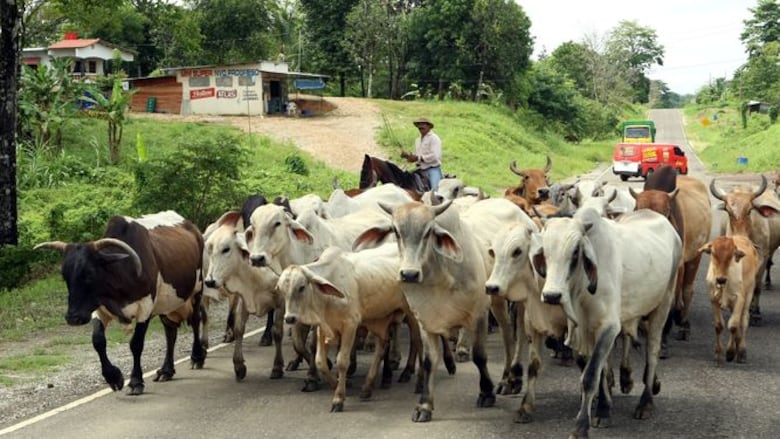Ordenan aumentar a 80 millones producción de moscas ante brote del gusano barrenador