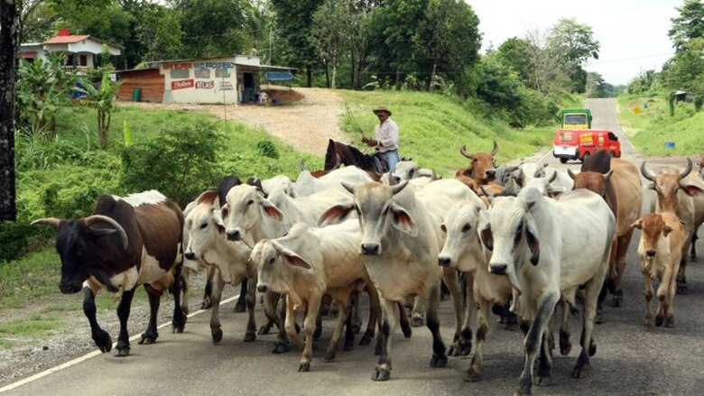 Ordenan aumentar a 80 millones producción de moscas ante brote del gusano barrenador