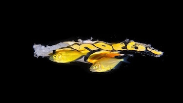 Las impresionantes imágenes de criaturas marinas que logra la buceadora que entra al mar de noche