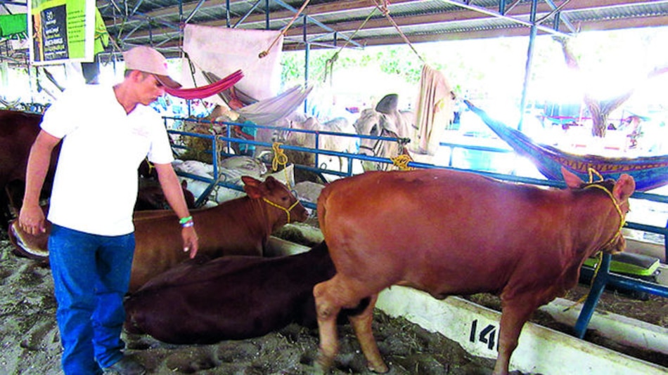 Aumenta la cría de brangus en Panamá