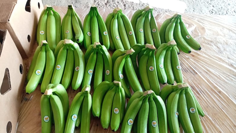 Coobana reactiva la producción bananera en Bocas del Toro