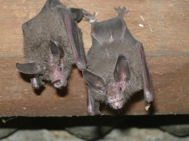 El virus que causa el SARS puede proceder de murciélagos de herradura china