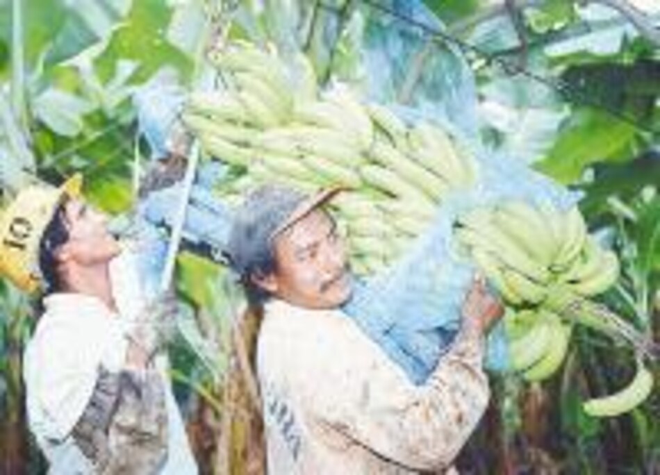 Chiriquí Land Company denuncia discriminación del Gobierno