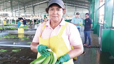 El oro verde vuelve a brillar en Barú
