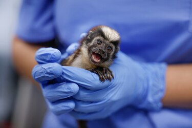 Una clínica da una nueva vida a animales salvajes víctimas del tráfico ilegal en Panamá