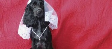 Dottie, el amor de la casa