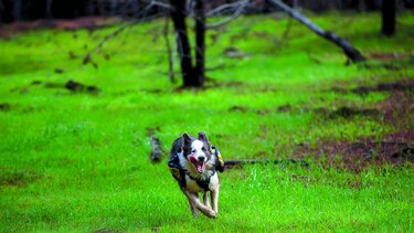 Reforestadores de cuatro patas