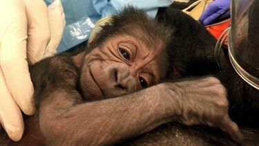 Gorila da a luz con ayuda de médicos en zoo de Filadelfia