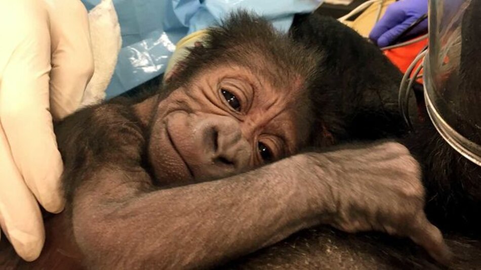 Gorila da a luz con ayuda de médicos en zoo de Filadelfia