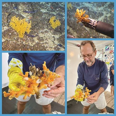 Una expedición a las profundidades del mar