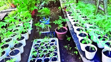 Consumidores hacen sus huertos