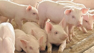Comercio de carne de cerdo atraviesa turbulencia mundial