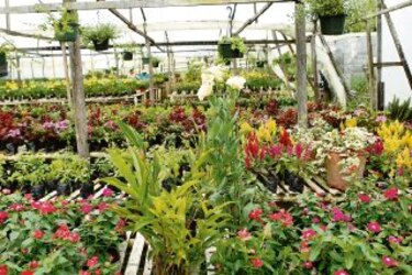 El negocio que florece