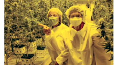 Cannabis medicinal, negocio de miles de millones de dólares