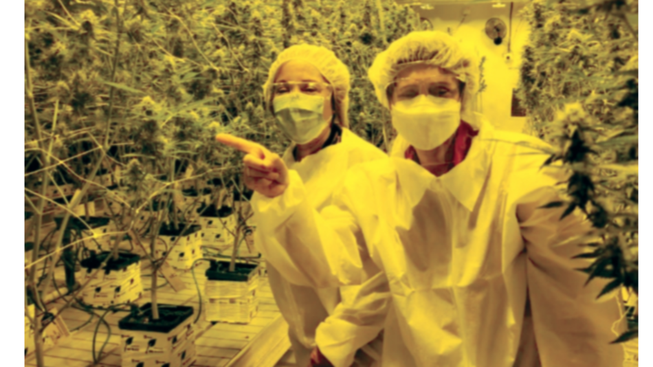 Cannabis medicinal, negocio de miles de millones de dólares