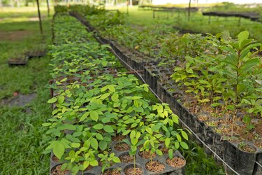 Minera Panamá avanza con su programa de Reforestación, ya son más de 4,300 hectáreas sembradas en todo el país