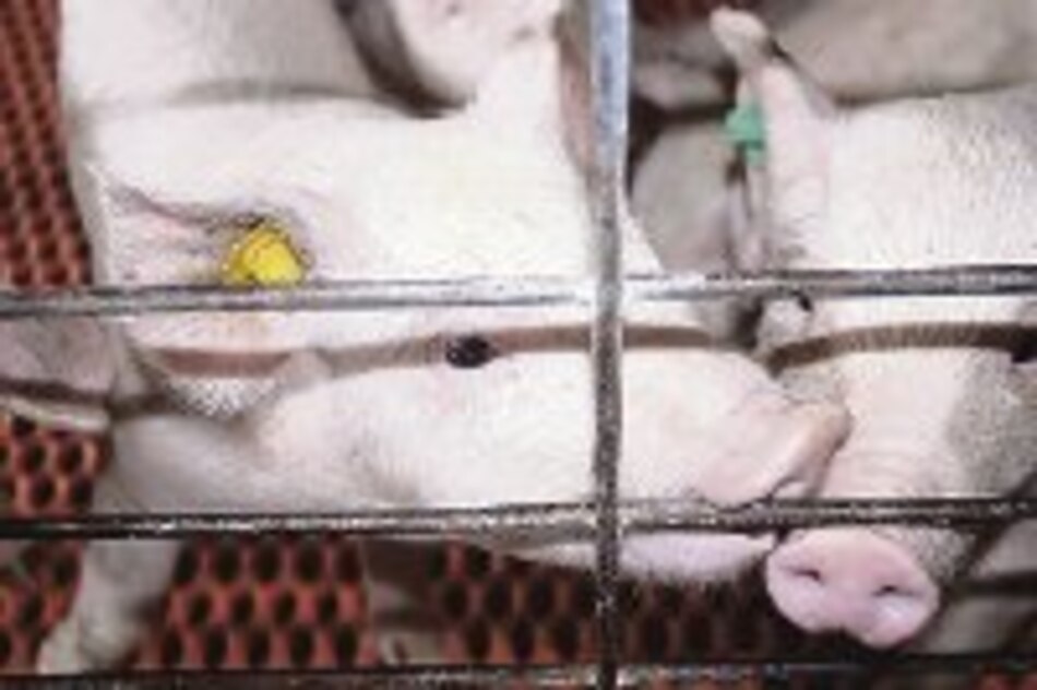 Porcicultores exploran el mercado venezolano