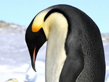 Derretimiento en la Antártida extinguiría a los pingüinos