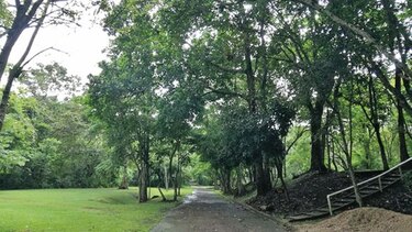 El bosque y la lluvia