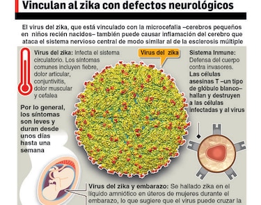 Colombia confirma dos casos de microcefalia asociados a zika