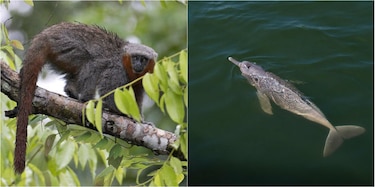 Descubren 381 nuevas especies vegetales y animales en la Amazonía