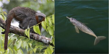 Descubren 381 nuevas especies vegetales y animales en la Amazonía