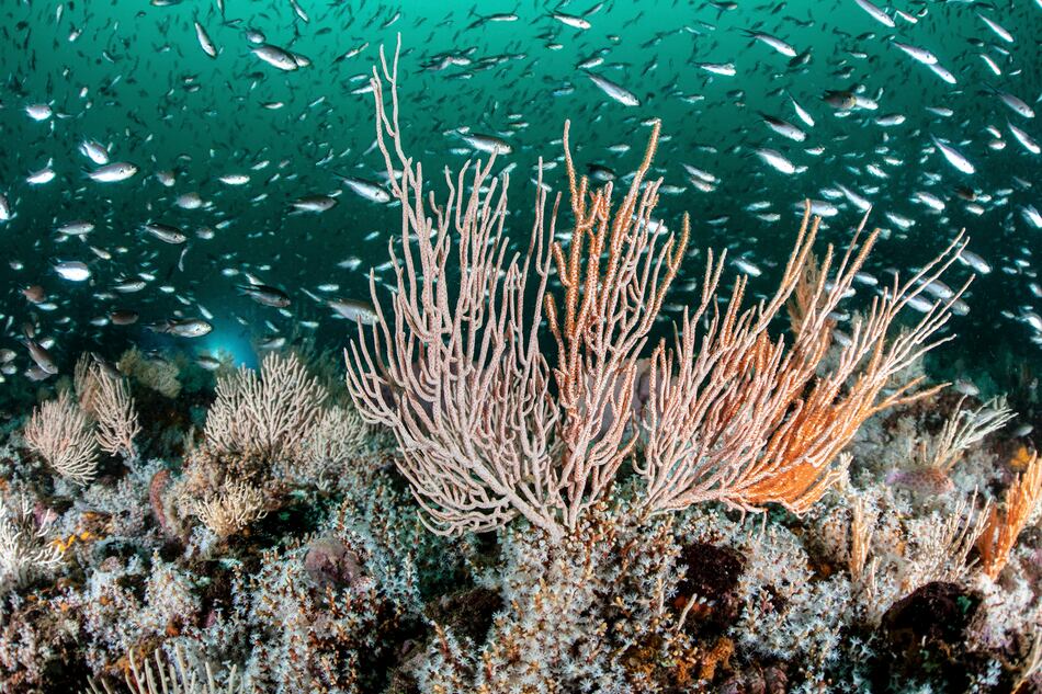 Aumento global de la fotosíntesis en tierra mientras cae en los océanos 