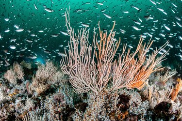 Aumento global de la fotosíntesis en tierra mientras cae en los océanos