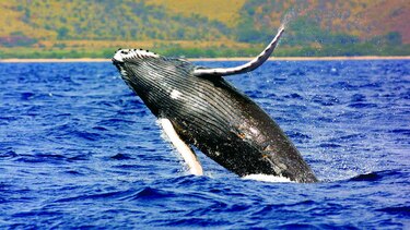 Jorobadas, a paso lento