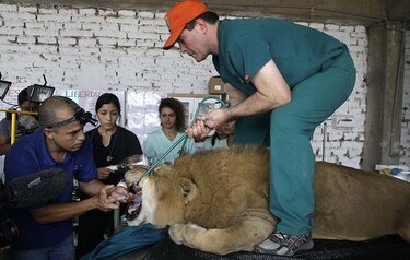 Curan dientes a leones rescatados de circos en Perú