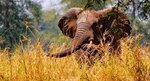 Fauna se recupera en Mozambique tras fin de la guerra civil