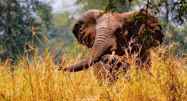 Fauna se recupera en Mozambique tras fin de la guerra civil