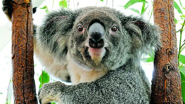 ¿Sacrificar A los koalas para salvarlos?