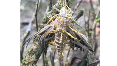 Insectos en busca de ‘likes’