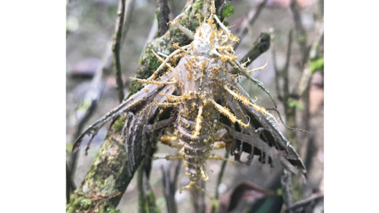 Insectos en busca de ‘likes’