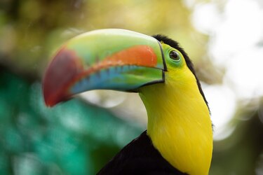 ‘No son mascotas’: Profesora Ileana Cotes, la encantadora de búhos