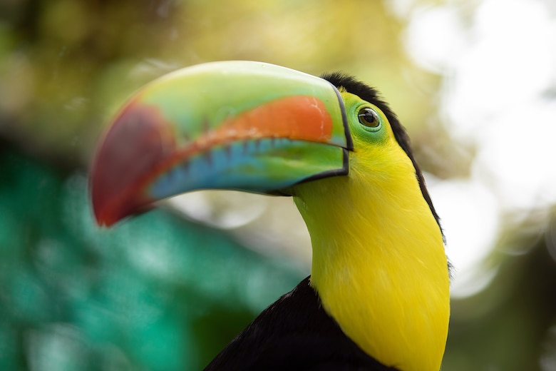 ‘No son mascotas’: Profesora Ileana Cotes, la encantadora de búhos