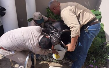 Ministerio de Salud realiza inspección en la casa de Rafael Guardia Jaén
