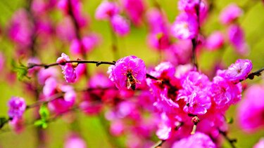 Un suero contra picaduras de abeja